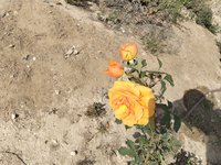 IMG_20260504_161409.jpg
