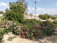 IMG_20260504_162709.jpg