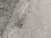IMG_20260506_091748.jpg