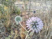 IMG_20260616_061008.jpg