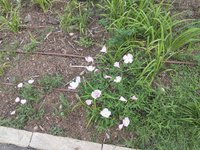 IMG_20260616_090709.jpg
