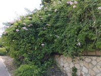 IMG_20260616_102341.jpg