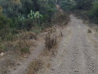 IMG_20260617_061729.jpg