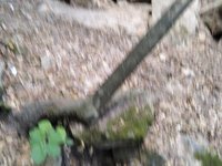 IMG_20260617_071746.jpg