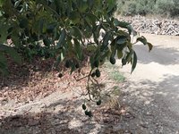 IMG_20260617_163913.jpg
