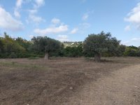 IMG_20260617_171029.jpg