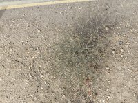 IMG_20260313_092402.jpg