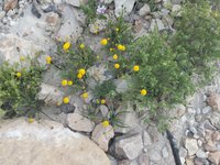 IMG_20260412_064918.jpg