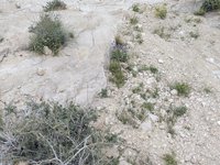 IMG_20260409_174358.jpg