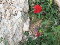 IMG_20260405_182255.jpg