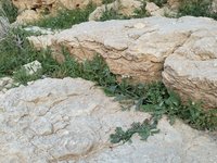 IMG_20260405_182530.jpg