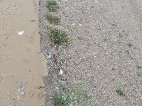 IMG_20260322_062126.jpg