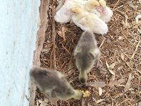 IMG_20260326_134951.jpg